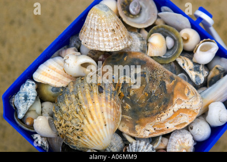 Seashells Stock Photo