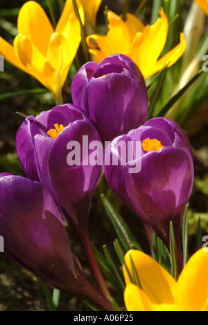 Purple and Yellow Crocus in Full Spring Bloom in a Cheshire Garden England United Kingdom UK Stock Photo