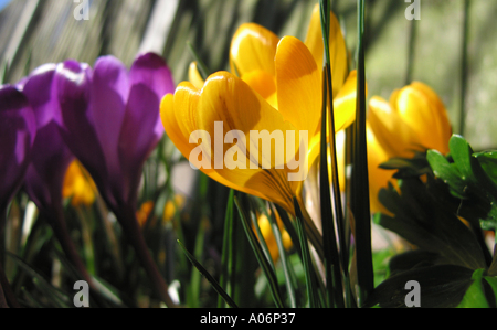 Yellow and Purple Crocuses in Full spring Bloom in a Cheshire Garden England United Kingdom UK Stock Photo