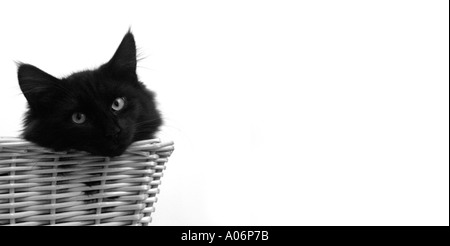 A fluffy black cat in a basket Stock Photo