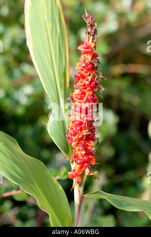 Hedychium Assam Orange fruits Stock Photo