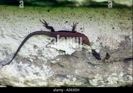 Common Wall Lizard Podarcis muralis on stone in French Alps Stock Photo