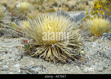 High Altitude Frailejon Plants Sierra Nevada, Venezuela Stock Photo