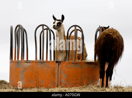 Two Llamas Feeding Photographed in Landscape View Stock Photo
