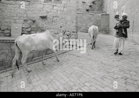 Man and cows on Jaisalmer street Rajasthan India Stock Photo