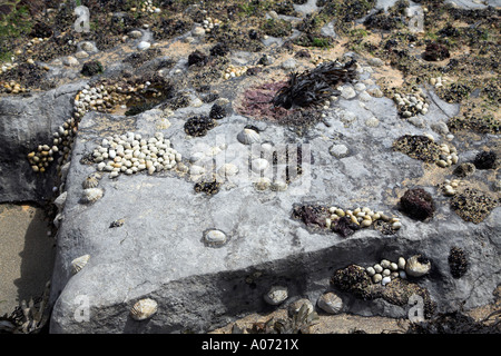 Inter tidal zone carboniferous limestone rock Fanore beach County Clare Ireland Stock Photo