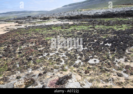 Inter tidal zone on carboniferous limestone of the Burren, Fanore beach, County Clare, Ireland Stock Photo