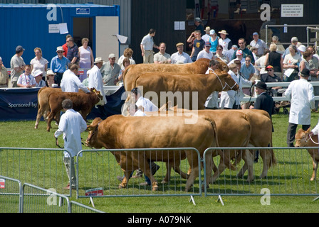 Royal Cornwall Agricultural Summer Show farmers livestock cattle judging & parading ring spectators beyond Wadebridge Cornwall England UK Stock Photo