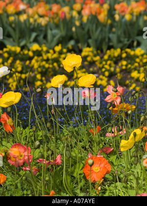 Papaver Iceland poppies with vibrant colourful backdrop of lobelia and tulipa flowerbeds Stock Photo