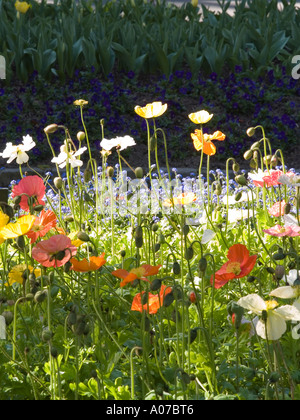 Circle of Papaver Iceland poppies with sunlit tall poppies against a vibrant colourful backdrop of lobelia Stock Photo