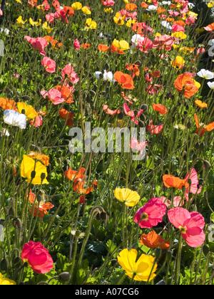 Field of vibrant colourful sunlit Papaver Iceland poppy flowers Stock Photo