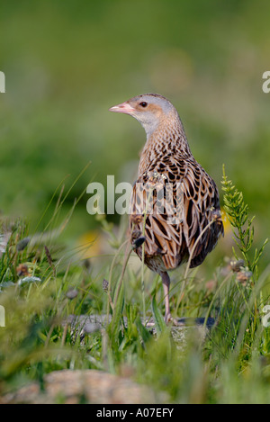 corncrake crex crex north uist scotland Stock Photo