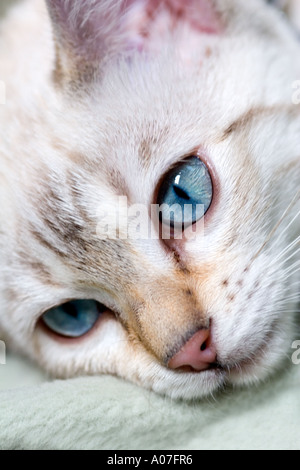 Blue-eyed snow-spotted Bengal kitten Stock Photo