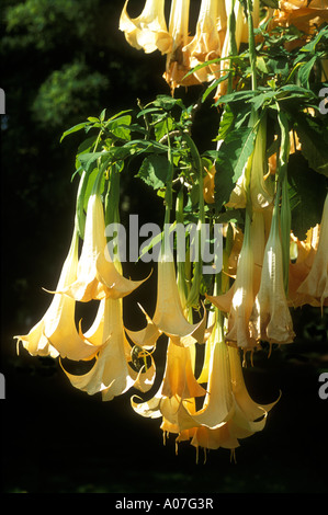 DATURA CANDIDA ANGEL'S TRUMPET SOLANACEAE IN MADEIRA Stock Photo
