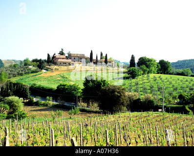 SAN LEONINO TUSCANY ITALY EUROPE May Typical landscape of the Chianti region with rows of growing vines around a farmhouse Stock Photo