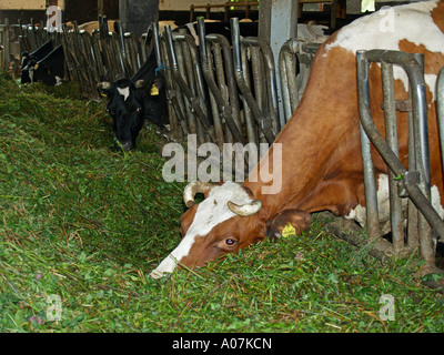 cows in cowshed eating fresh hay Stock Photo