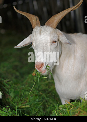 white goat in fresh hay eating grass Stock Photo