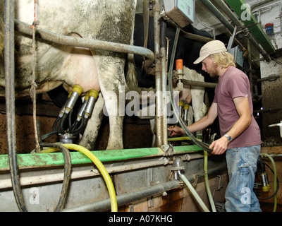 MR young farmer in cowshed milking cows Stock Photo