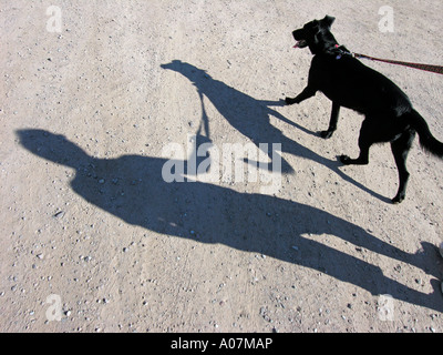 MR PR shadows on a road person taking a dog for a walk Stock Photo