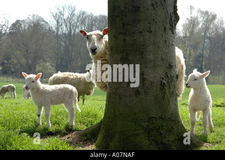 Sheep with young lambs peering around a tree trunk at the viewer Stock Photo