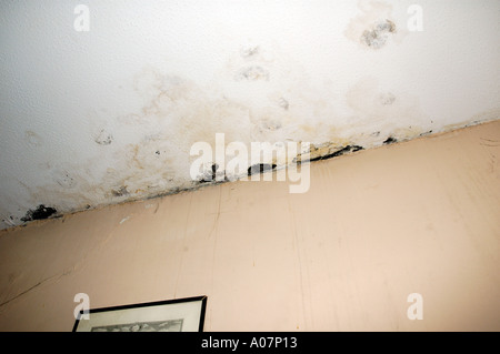 Mould Growth And Plaster Cracking On Ceiling And Walls Probably