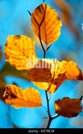 Autumnal Beech trees in Worcestershire Fagus Stock Photo