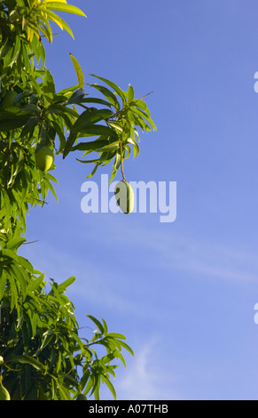 Mango fruit on tree Stock Photo
