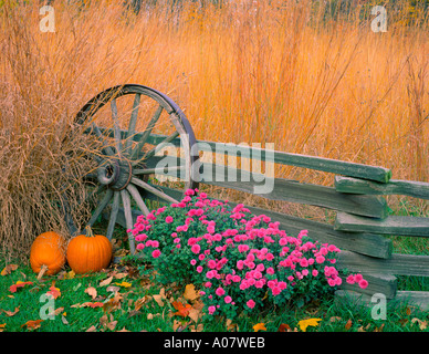 Bureau County IL Fall scene of native praire grasses pumpkins chrysantheums with weathered fence wagon wheel Stock Photo