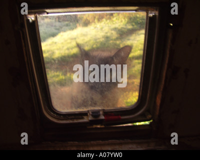 Brown burmese kitten looking into house through catflap Stock Photo