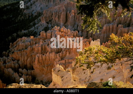 Bryce Point sunrise ampitheater hoodoos Bryce Canyon National Park Utah UT SW USA Stock Photo