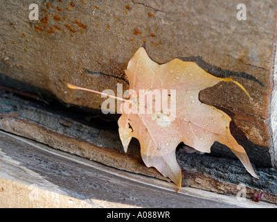 Solitary leaf resting on a fallen log in fall Stock Photo