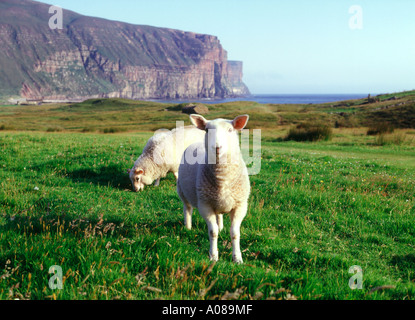 dh Rackwick HOY ORKNEY Sheep grazing in Rackwick Bay Craig gate sea cliffs ewe livestock springlamb lamb scotland