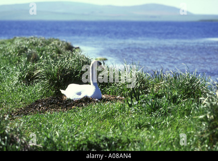 dh Mute swan SWAN UK Swan nesting on bank of Loch of Stenness Orkney
