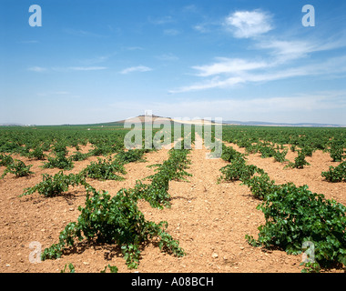 Rows of newly planted vines stretch away across a flat field towards a lone rounded hill in the far distance in the country s biggest wine region around Valdepenas Stock Photo