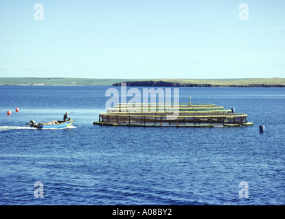 dh Norquay Fish Farm ORKNEY SALMON ORKNEY Boat arriving at fish cages farmer Stock Photo