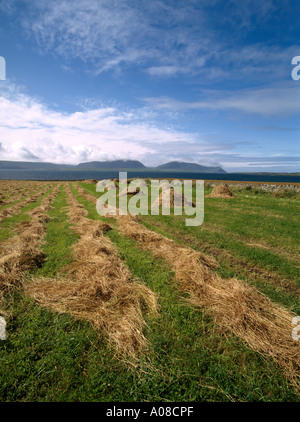 dh Bay of Ireland STENNESS ORKNEY Scotland Rows of hay and coles in field Scapa Flow and Hoy hills harvesting Stock Photo