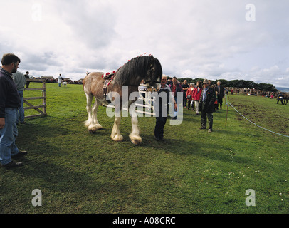 dh County show KIRKWALL ORKNEY Clydesdale horse being lead from display ring steed scotland Stock Photo