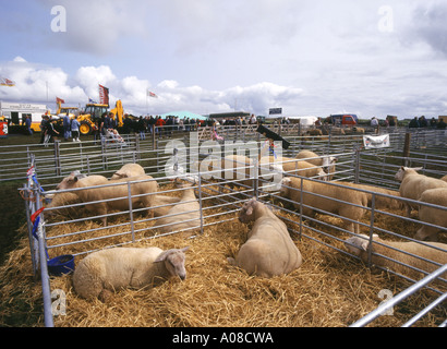 dh County show KIRKWALL ORKNEY Charollais sheep flock animal livestock pens animals pen uk agricultural Stock Photo