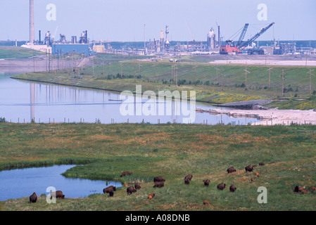 Wood Bison Herd grazing on Reclaimed Land from Syncrude Athabasca Tar Sands Tailings, near Fort McMurray, Alberta, Canada Stock Photo