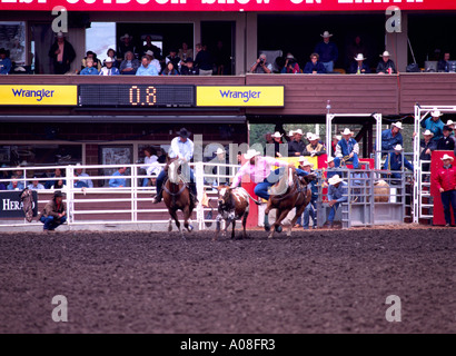 Cowboys Steer Wrestling at 'Calgary Stampede' Calgary Alberta Canada Stock Photo