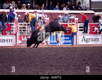 Bull Riding at 'Calgary Stampede' Calgary Alberta Canada Stock Photo