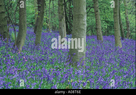 Bluebells surround tree trunks in woodland near Finchale in County Durham UK Stock Photo