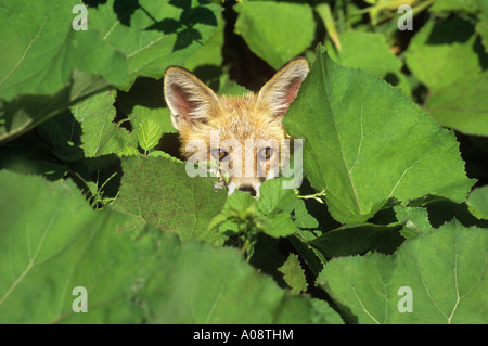 red fox in shrubbery / Vulpes vulpes Stock Photo