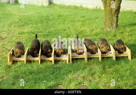 German Shepherd Dog. Eight puppies eat from separate bowls Stock Photo
