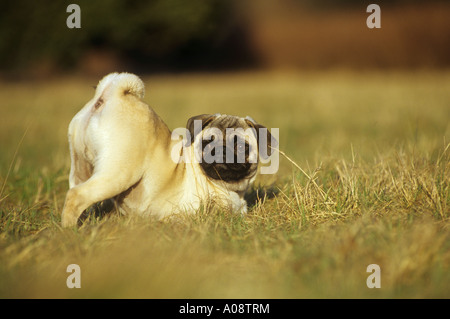 pug on meadow Stock Photo