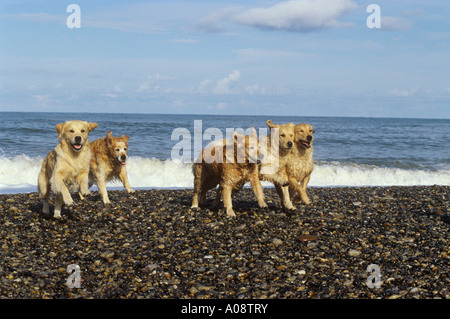 5 Golden Retriever running at the beach Stock Photo