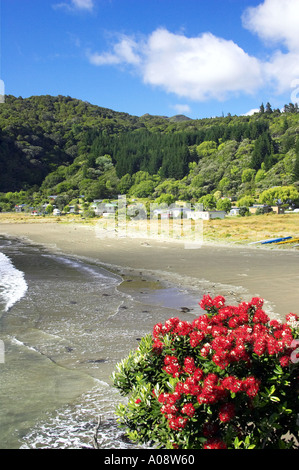 Pohutukawa Tree Onepoto Bay Hicks Bay Eastland New Zealand Stock Photo