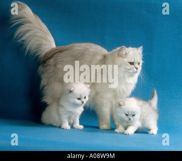 Persian cat ( silver-ahded ) with 2 kittens - cut out Stock Photo