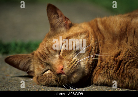Ginger tabby cat sleeping in the sun. Stock Photo