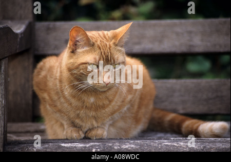 Ginger tabby cat sitting on a garden seat. Stock Photo